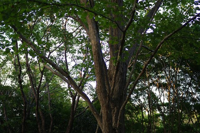 Sunlit forest symbolizing sustainable growth, vision, and purpose-driven business planning.