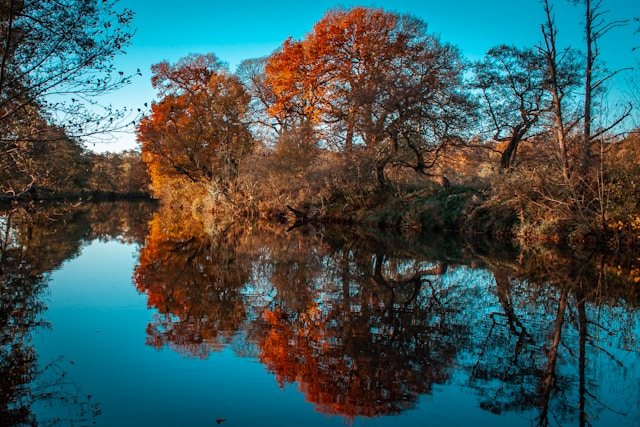 Tree reflected in calm water, representing balance, clarity, and peace of mind in tax filing.