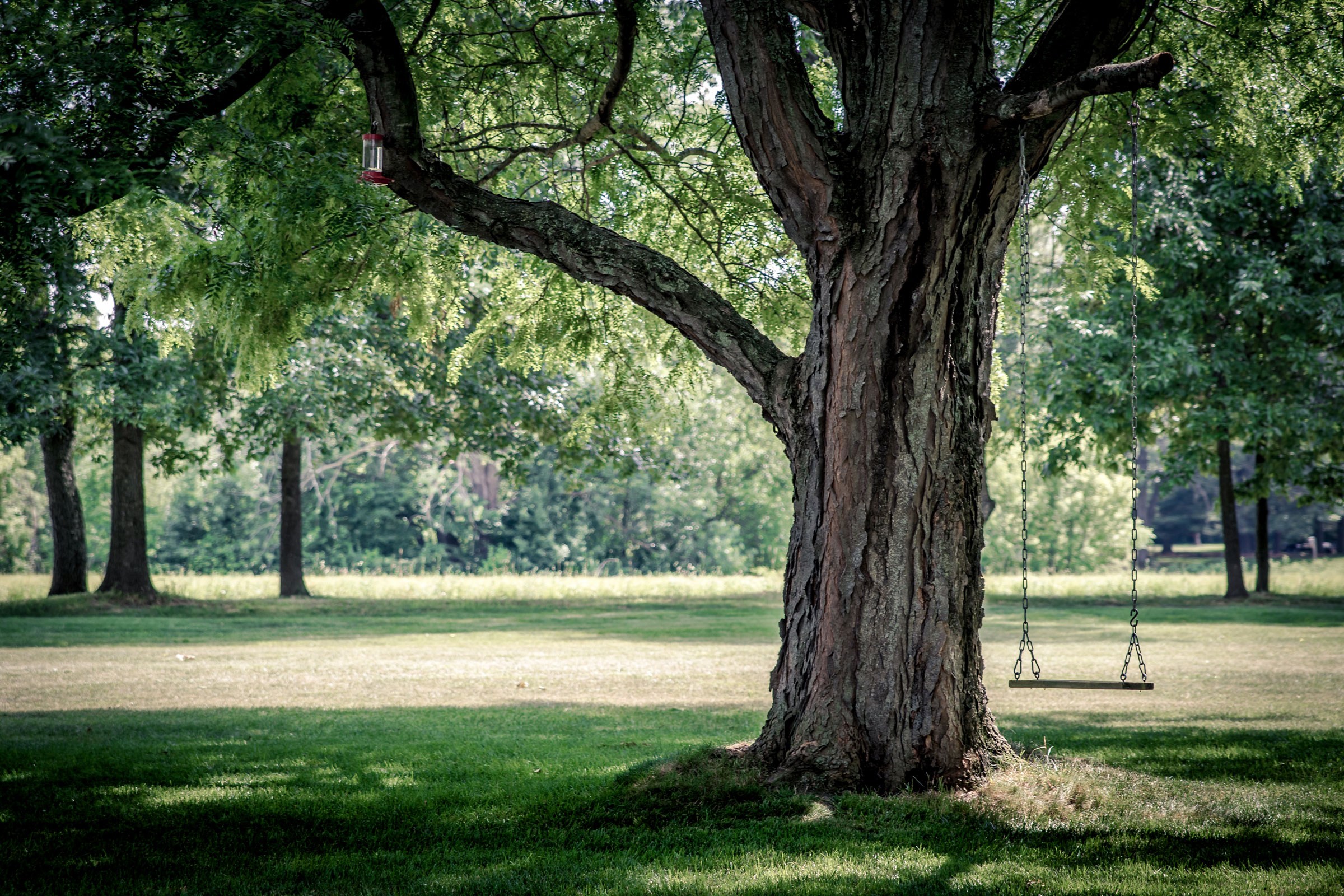 Rooted trees symbolizing stable financial foundations through clear, dependable bookkeeping.